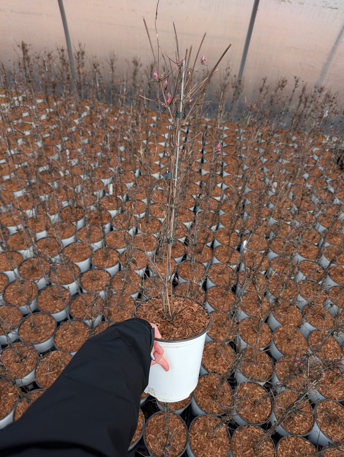 'Alpina Clematis' #1 Gallon Pot Size
