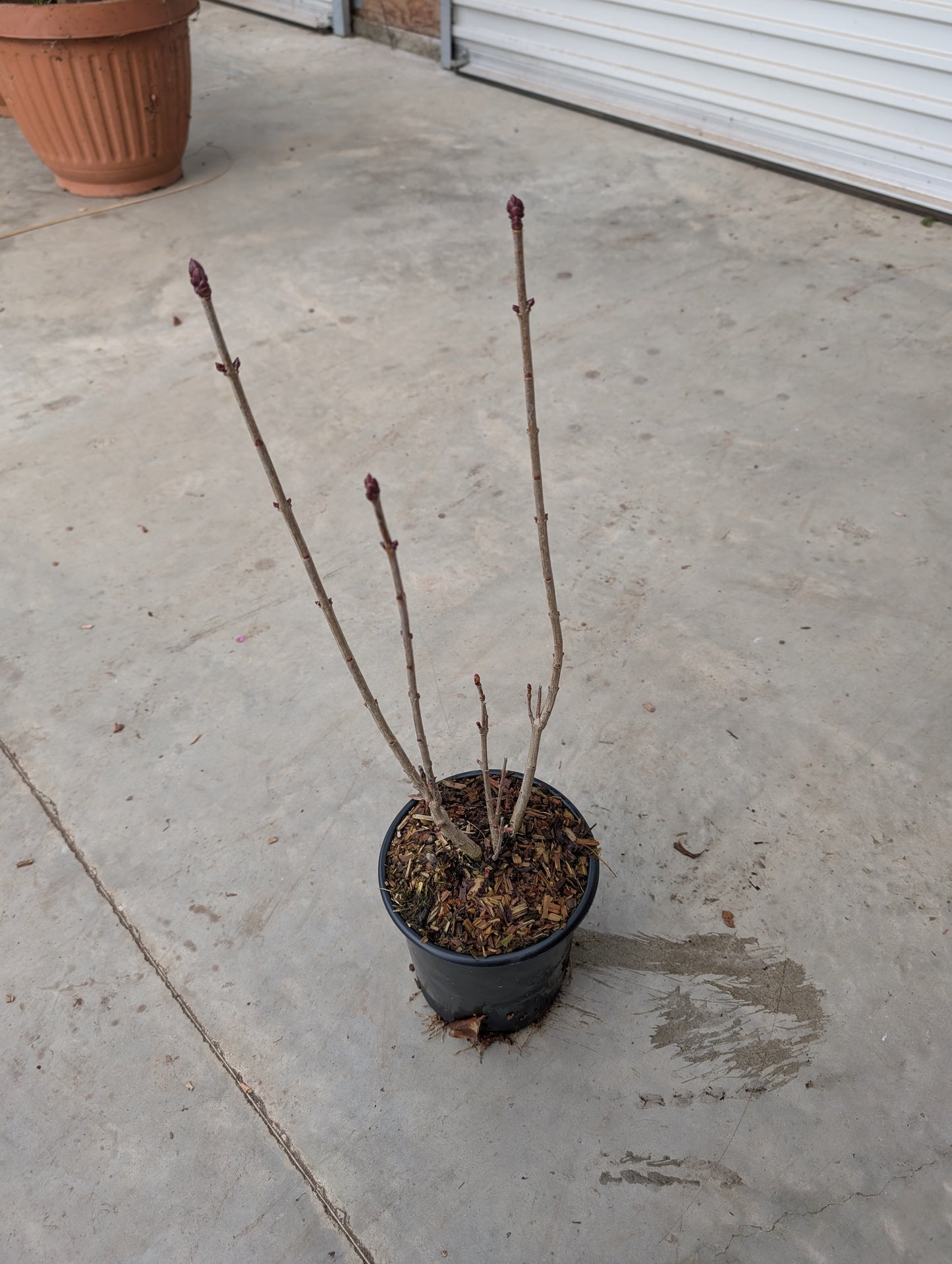 'Congo' French Lilac #1 Gallon Pot Size