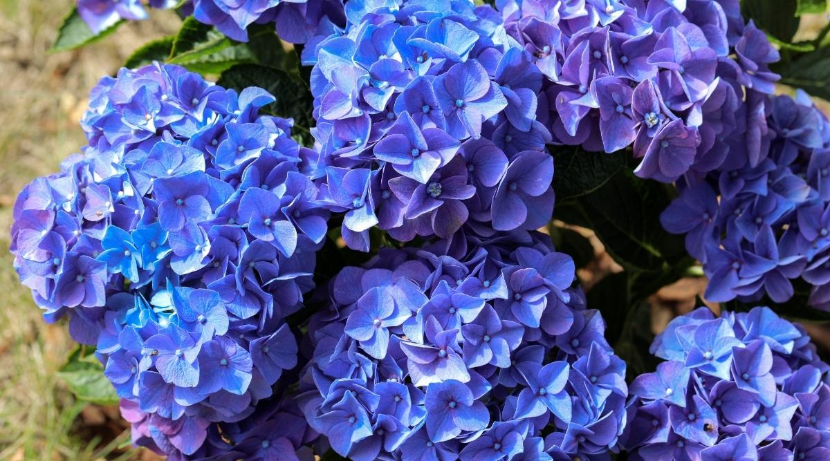 Hydrangea Macrophylla 'Early Blue' # 2 Gallon Pot Size