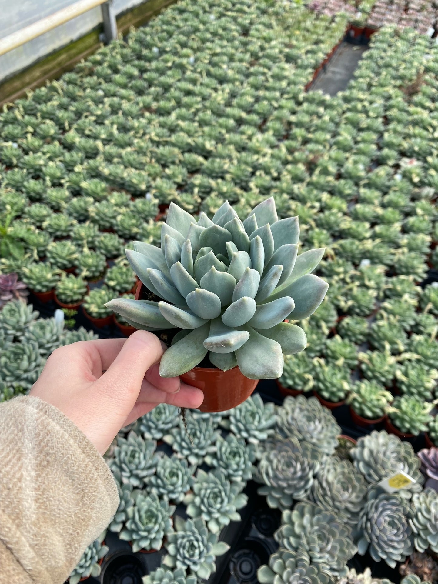 Succulent trio - Pack of three