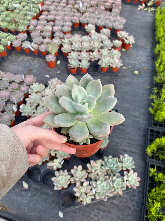 Succulent trio - Pack of three