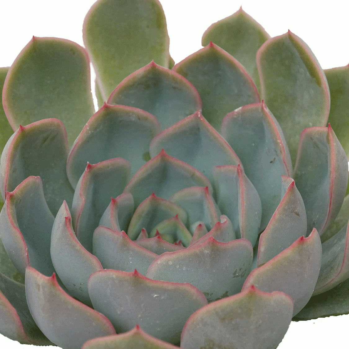 Succulent trio - Pack of three