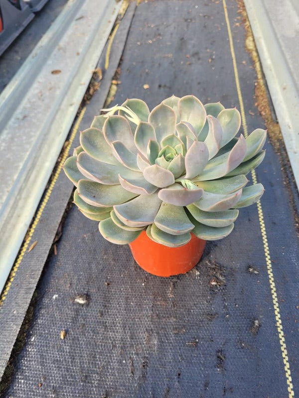 Succulent trio - Pack of three