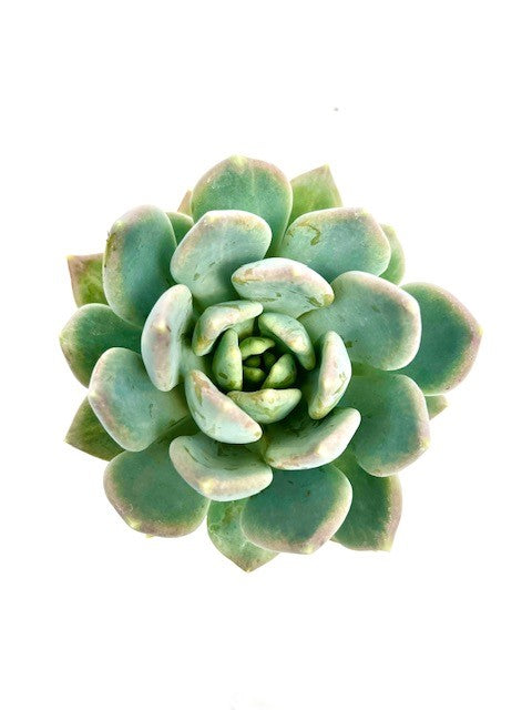 Succulent trio - Pack of three