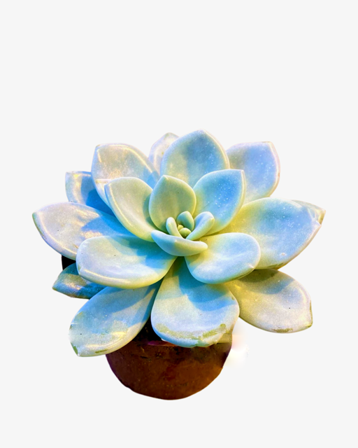 Succulent trio - Pack of three