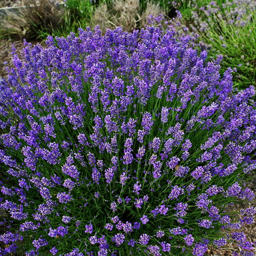 Lavender 'Dwarf Blue' # 1 Size Gallon Pot