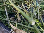 Saltspring  Bamboo Biochar