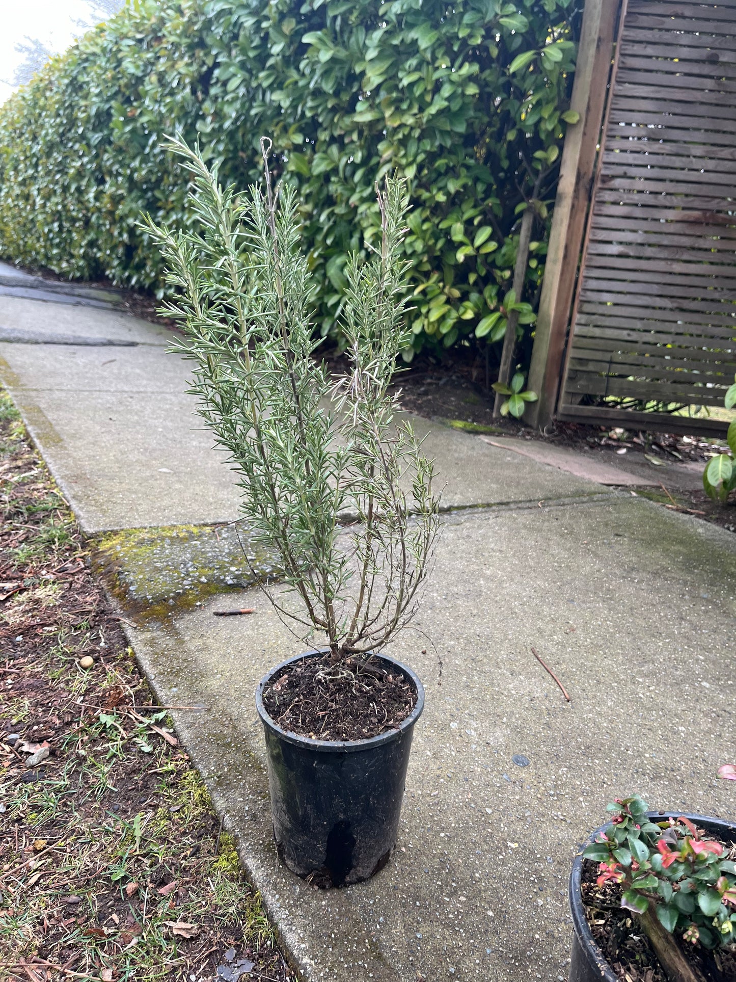 Rosemary # 1 Size Gallon Pot