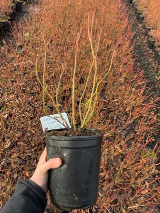 Duke Blueberry # 1 Size Gallon Pot