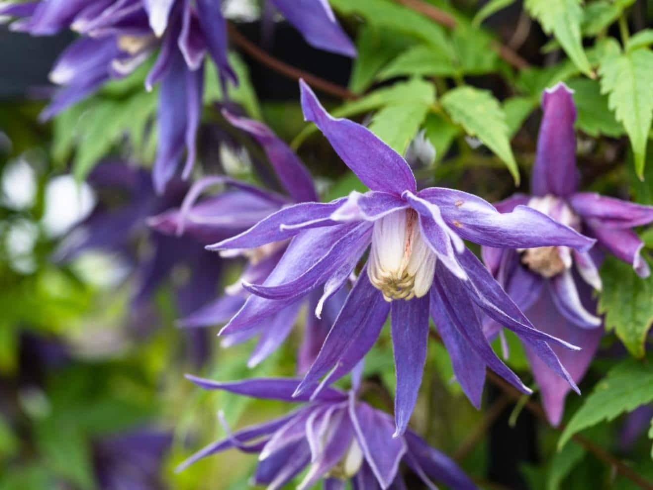 'Alpina Clematis' #1 Gallon Pot Size