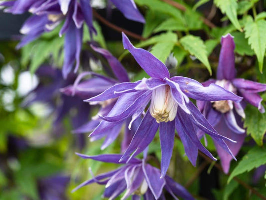 'Alpina Clematis' #1 Gallon Pot Size