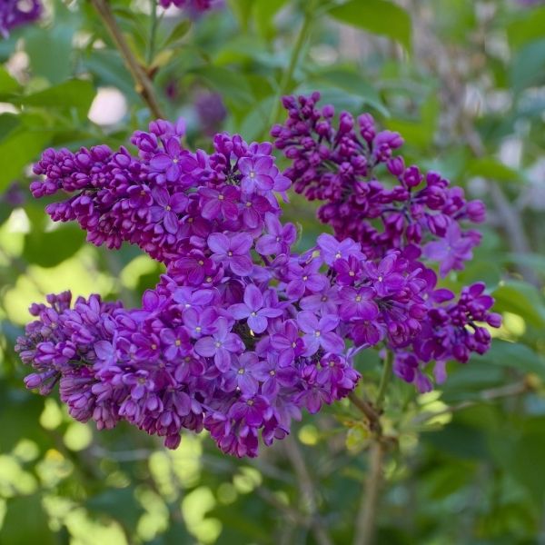 'Congo' French Lilac #1 Gallon Pot Size