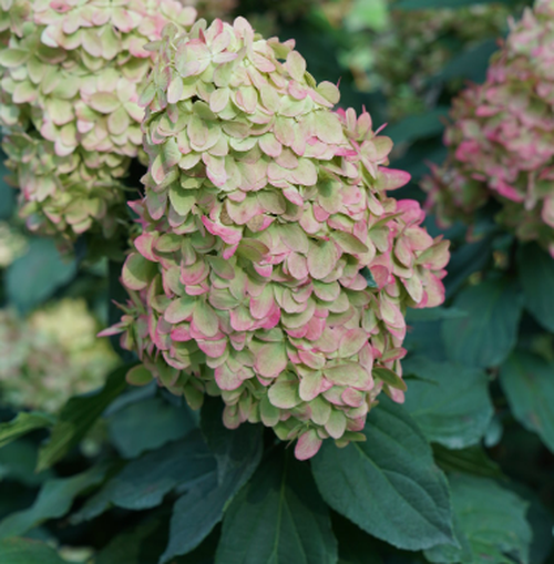 Hydrangea Paniculata 'Limelight' #3 Gallon Pot Size