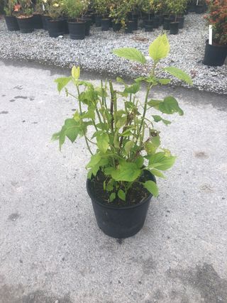 Hydrangea Paniculata 'Limelight' #3 Gallon Pot Size