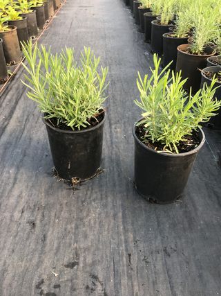 Lavender 'Dwarf Blue' # 1 Size Gallon Pot