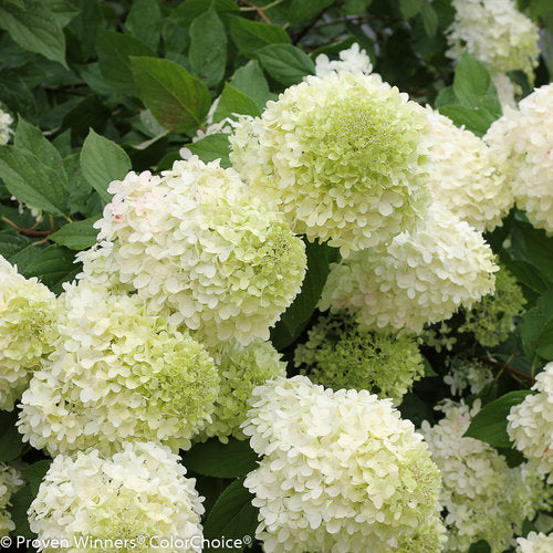 Hydrangea Paniculata 'Limelight' #3 Gallon Pot Size
