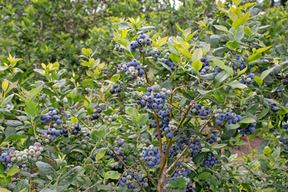 Duke Blueberry # 1 Size Gallon Pot